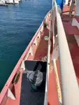 Ρυμουλκό πλοίο προς πώληση
