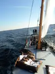 Αμφοβόλο προς πώληση