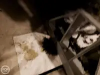 Πλοίο φέρι μποτ προς πώληση