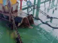Αμφοβόλο προς πώληση