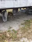 Υποστήριξη καταδύσεων προς πώληση