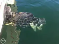 Τράτα προς πώληση