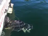 Τράτα προς πώληση