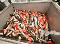 Τράτα αλιείας προς πώληση