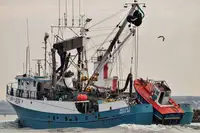 γρι -γρι προς πώληση